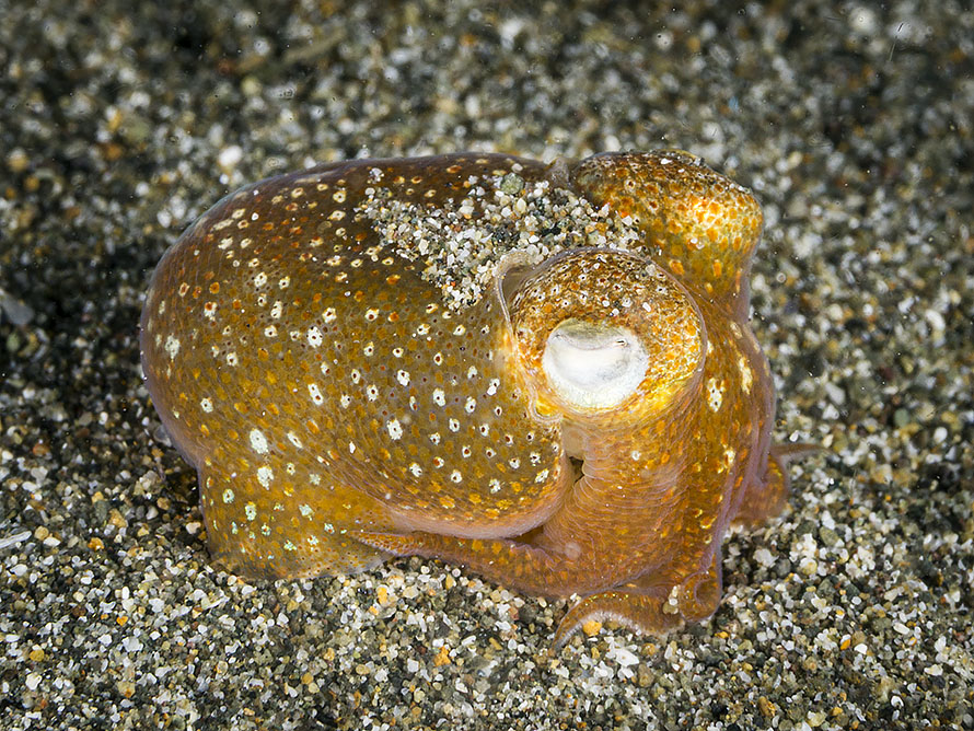 Sepiadarium kochii